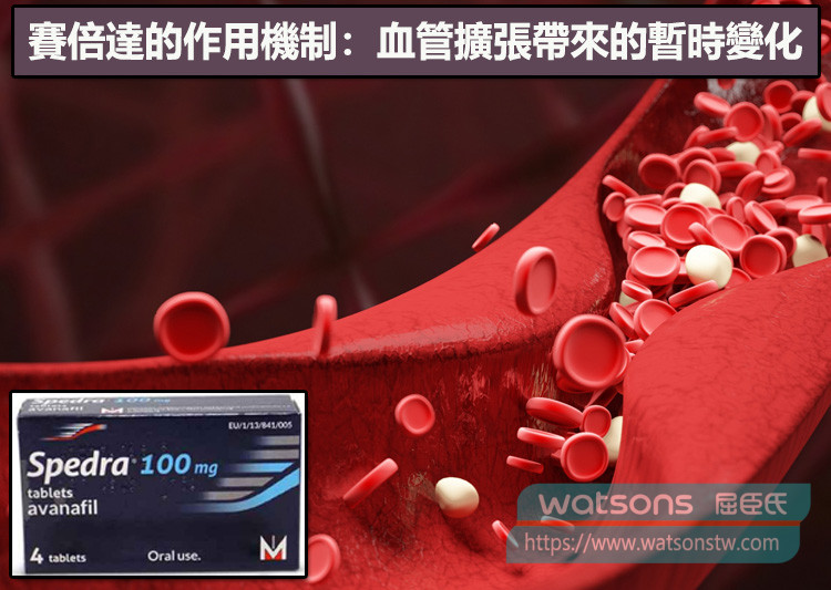 賽倍達的作用機制：血管擴張帶來的暫時變化